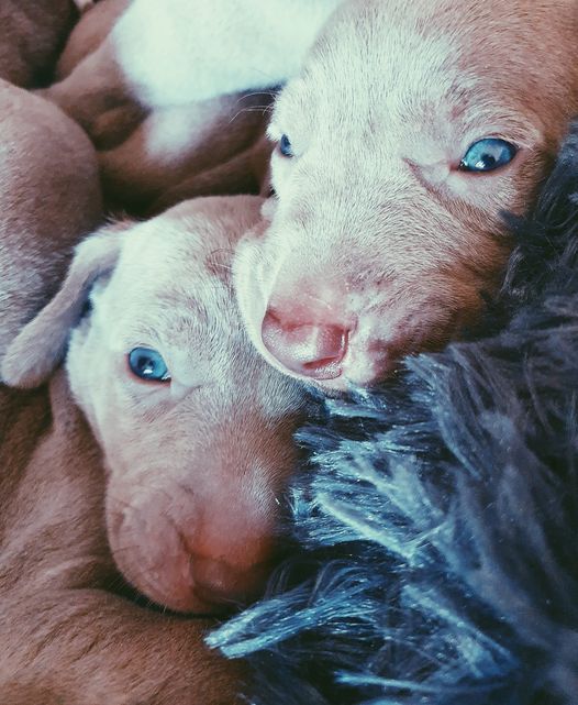 tous les chiots sont réservés ,  liste d'attente portée suivante 